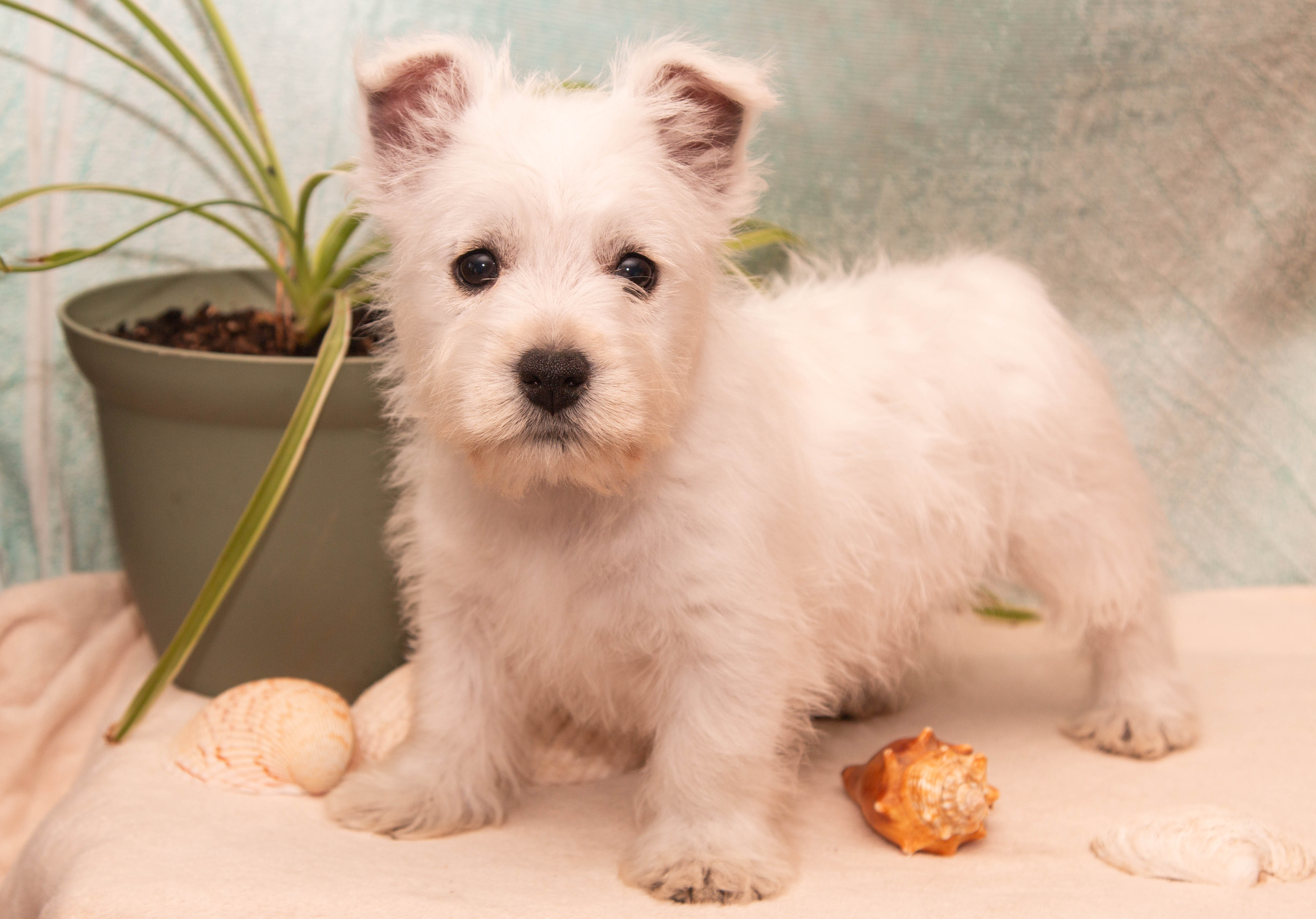 puppy, for, sale, West Highland White Terrier, Amos B. King, dog, breeder, Romney, WV, dog-breeder, puppy-for-sale, forsale, nearby, find, puppyfind, locator, puppylocator, aca